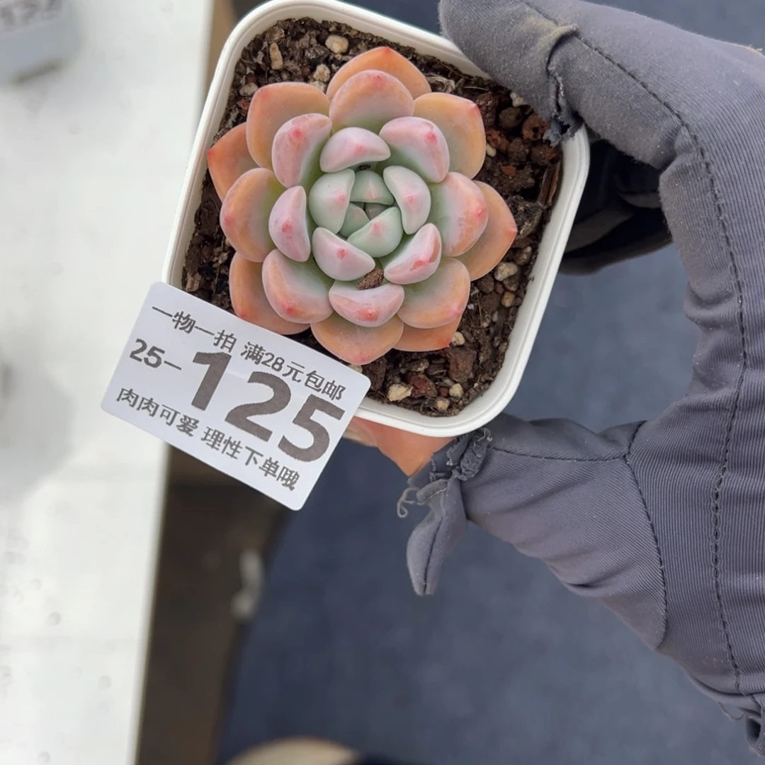 【闪购商品】蛋吉单头多肉