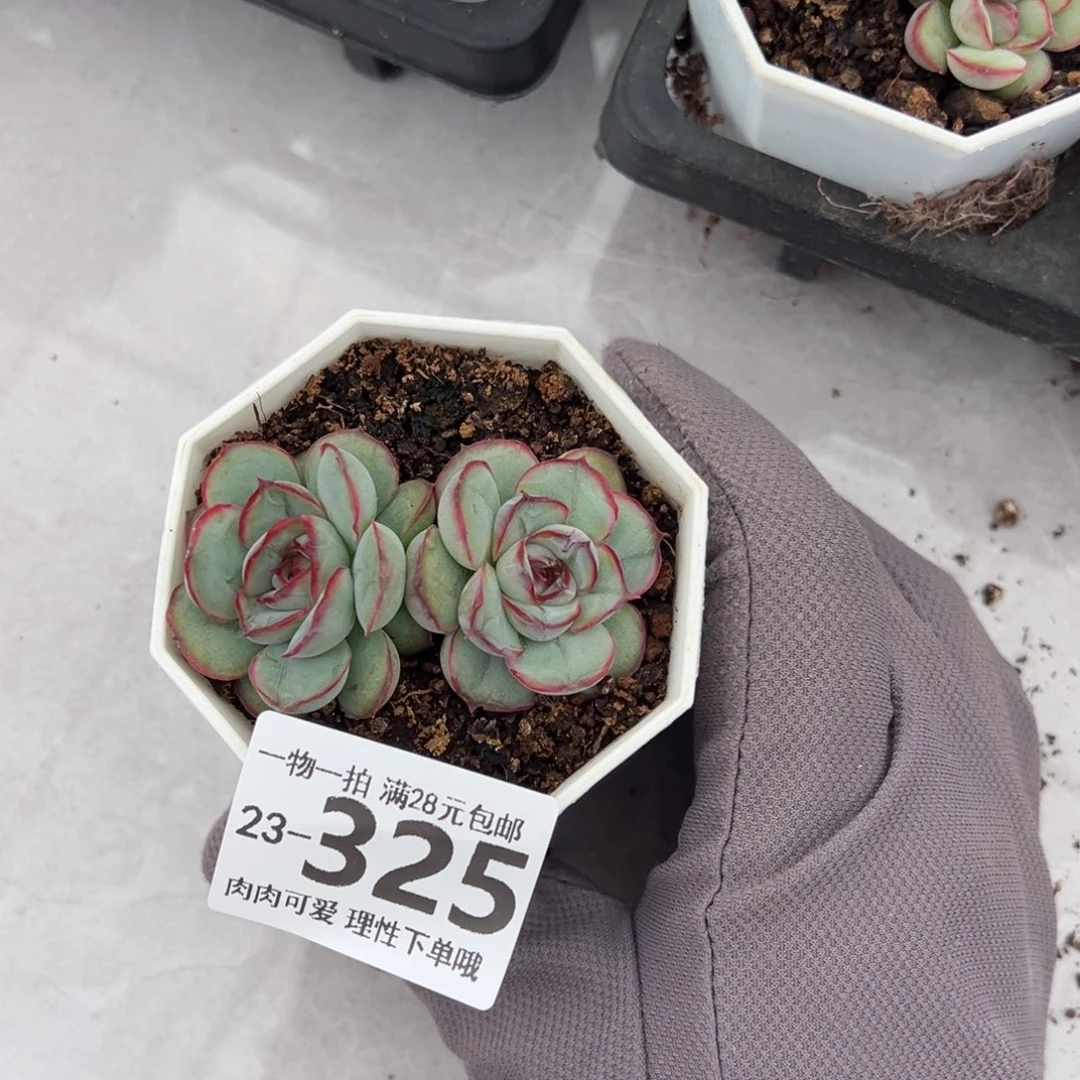 砖石荷花多肉多肉多肉