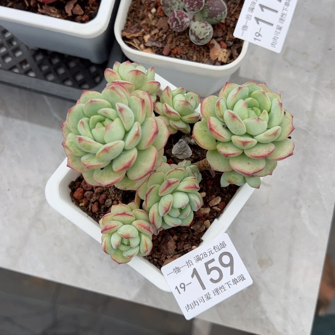 【闪购商品】香草多肉多肉
