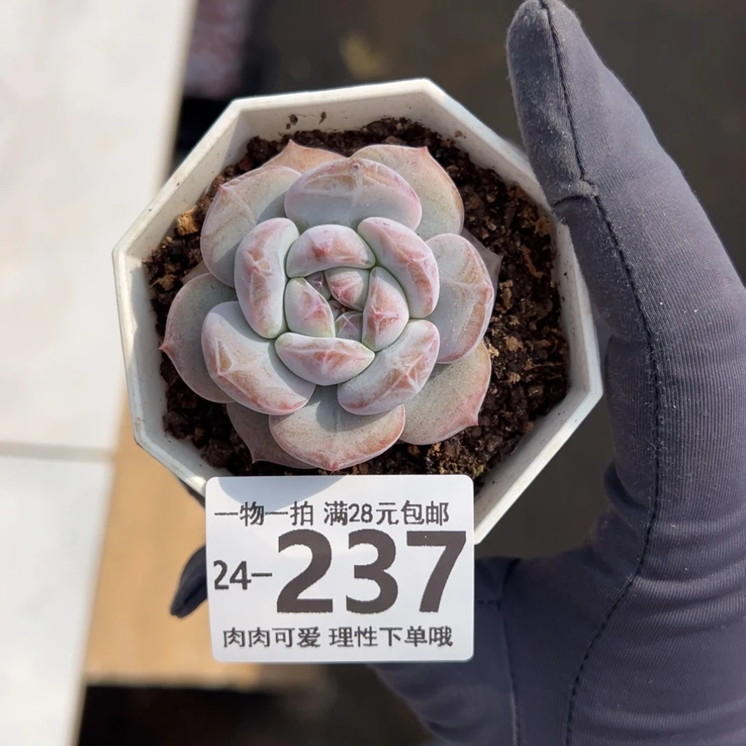 【闪购商品】星影多肉
