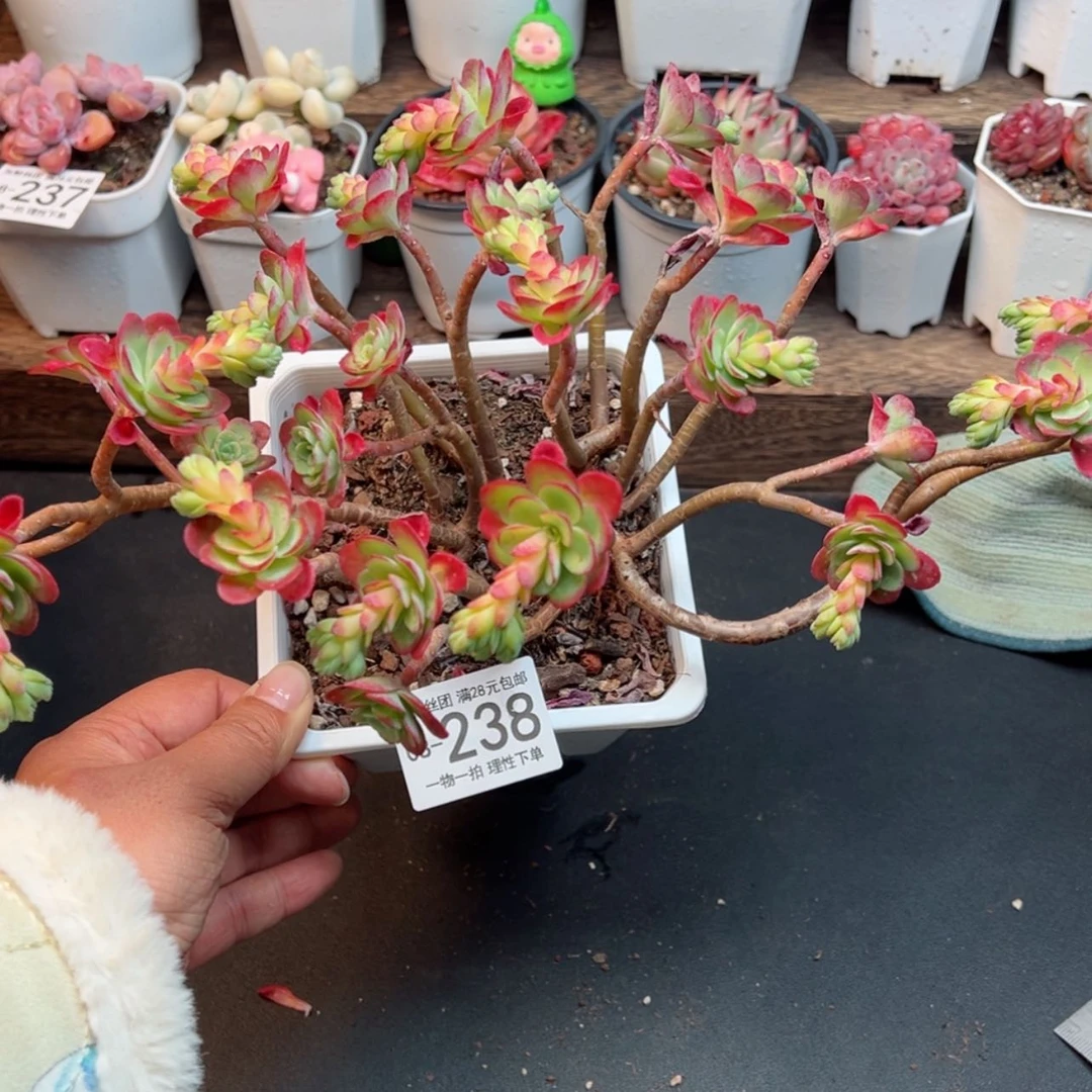 【闪购商品】圆叶薄化妆