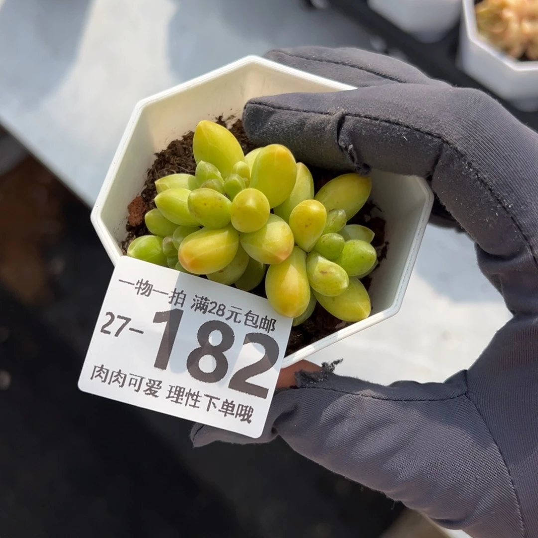 千代田多肉多肉多肉