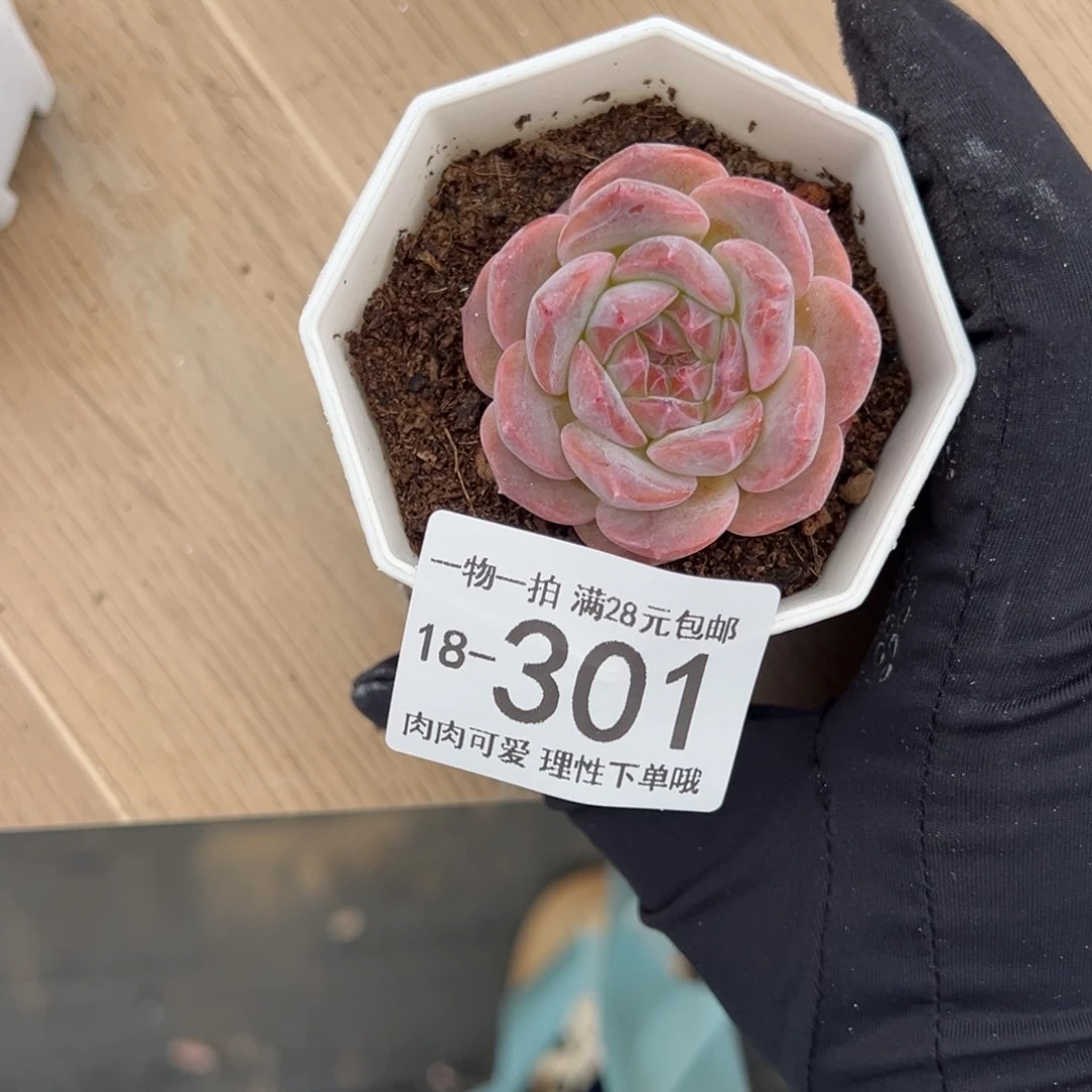 【闪购商品】草莓果酱多肉