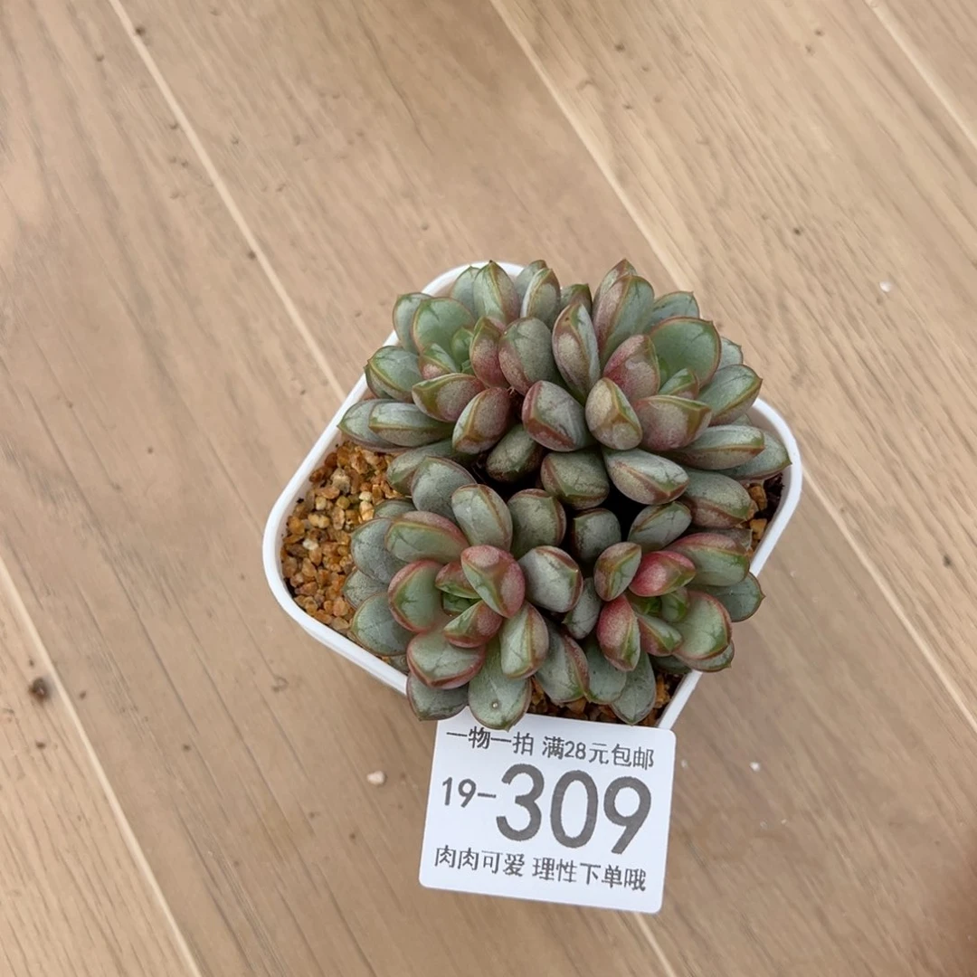 【闪购商品】葡萄，多肉