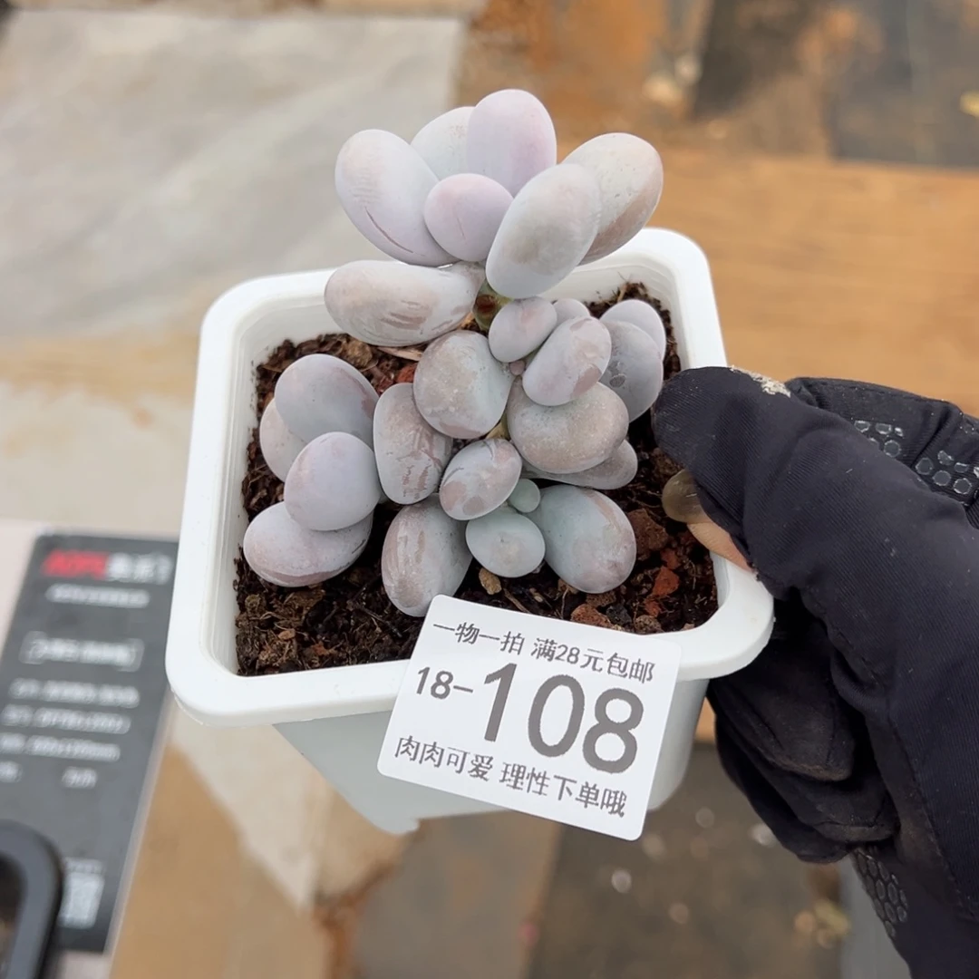 【闪购商品】奶酪多肉