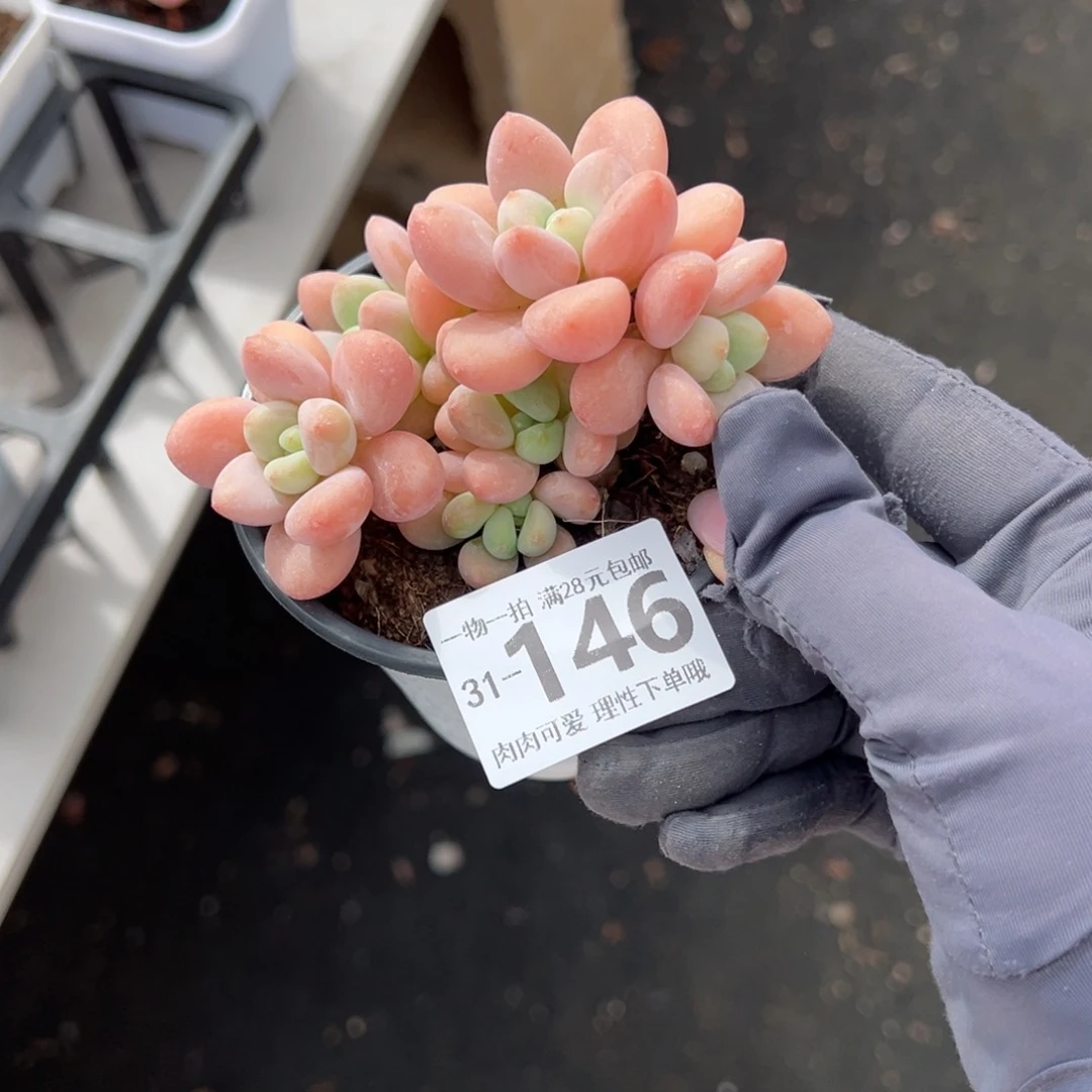 桔子洛神多肉多肉多肉多肉