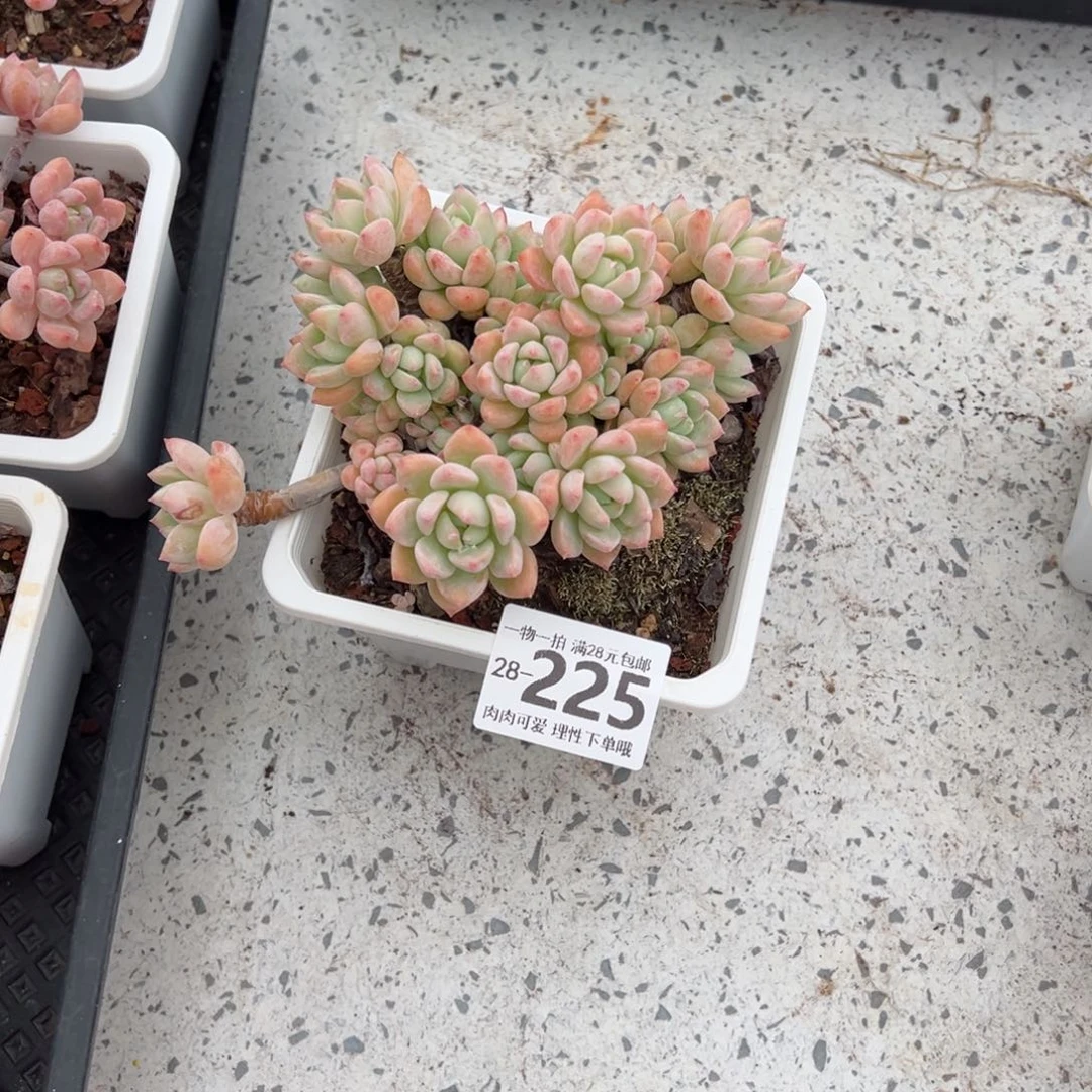 琦***Y望舒多肉多肉多肉多肉