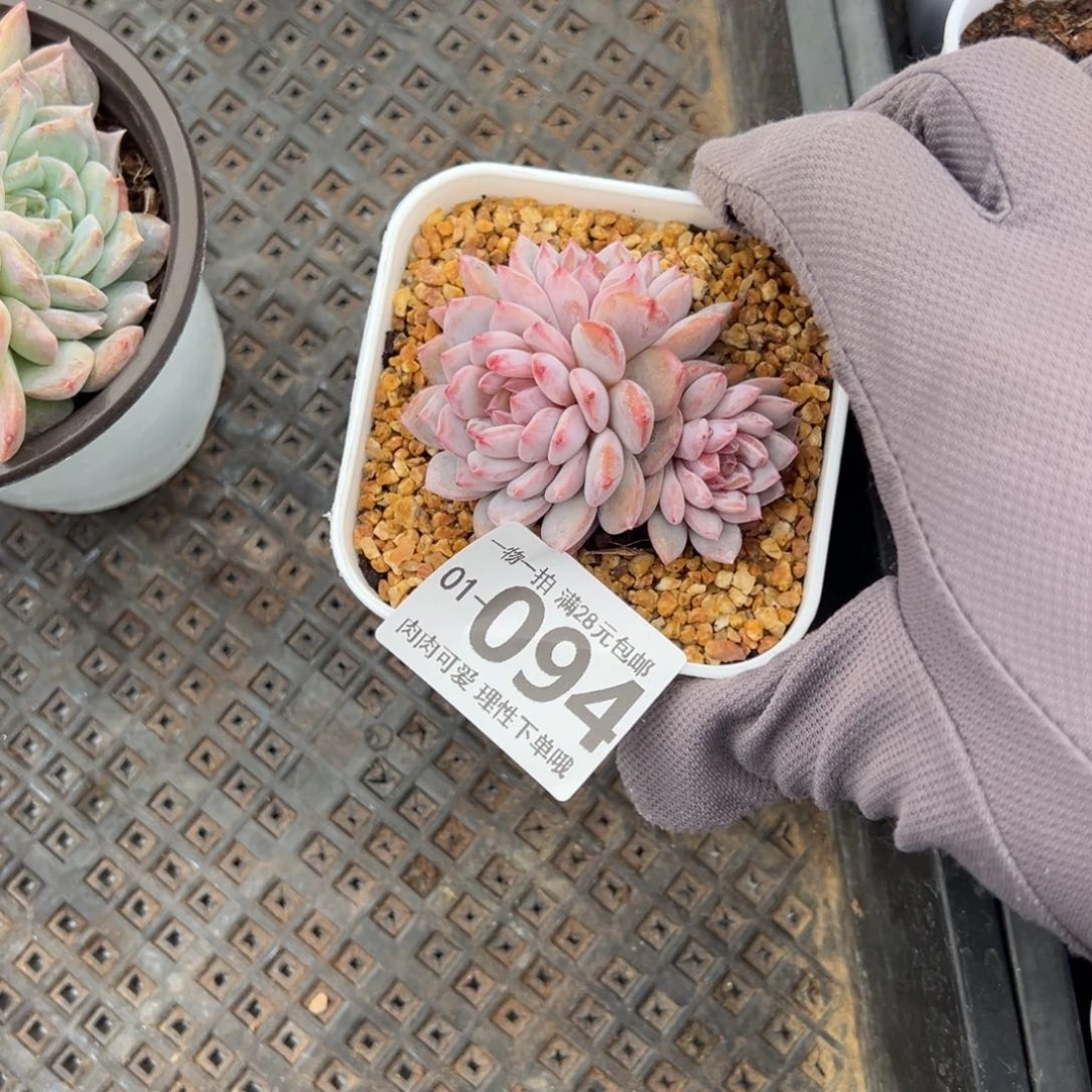 星星橙多肉多肉多肉多肉