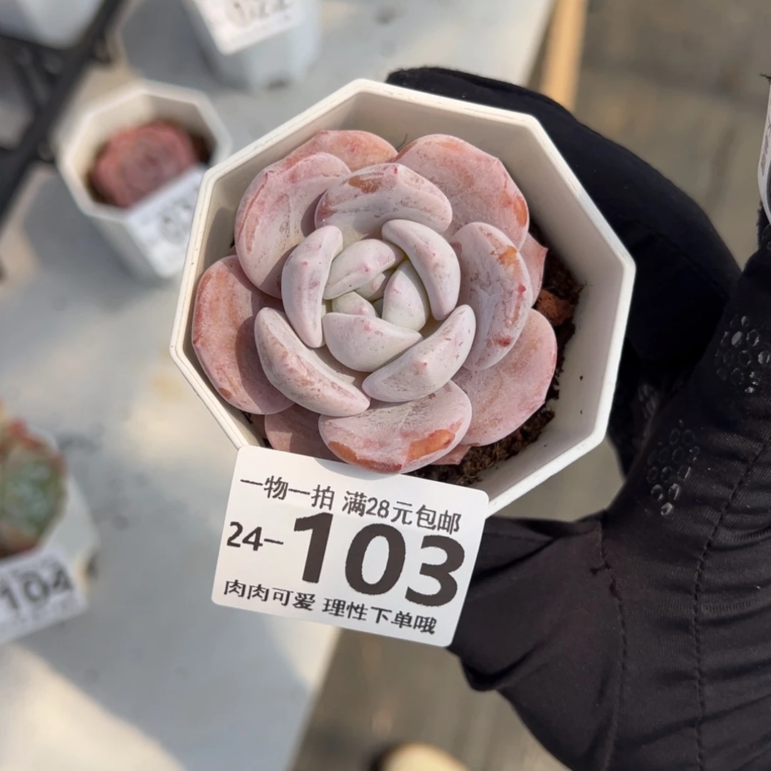 【闪购商品】雪糕多肉