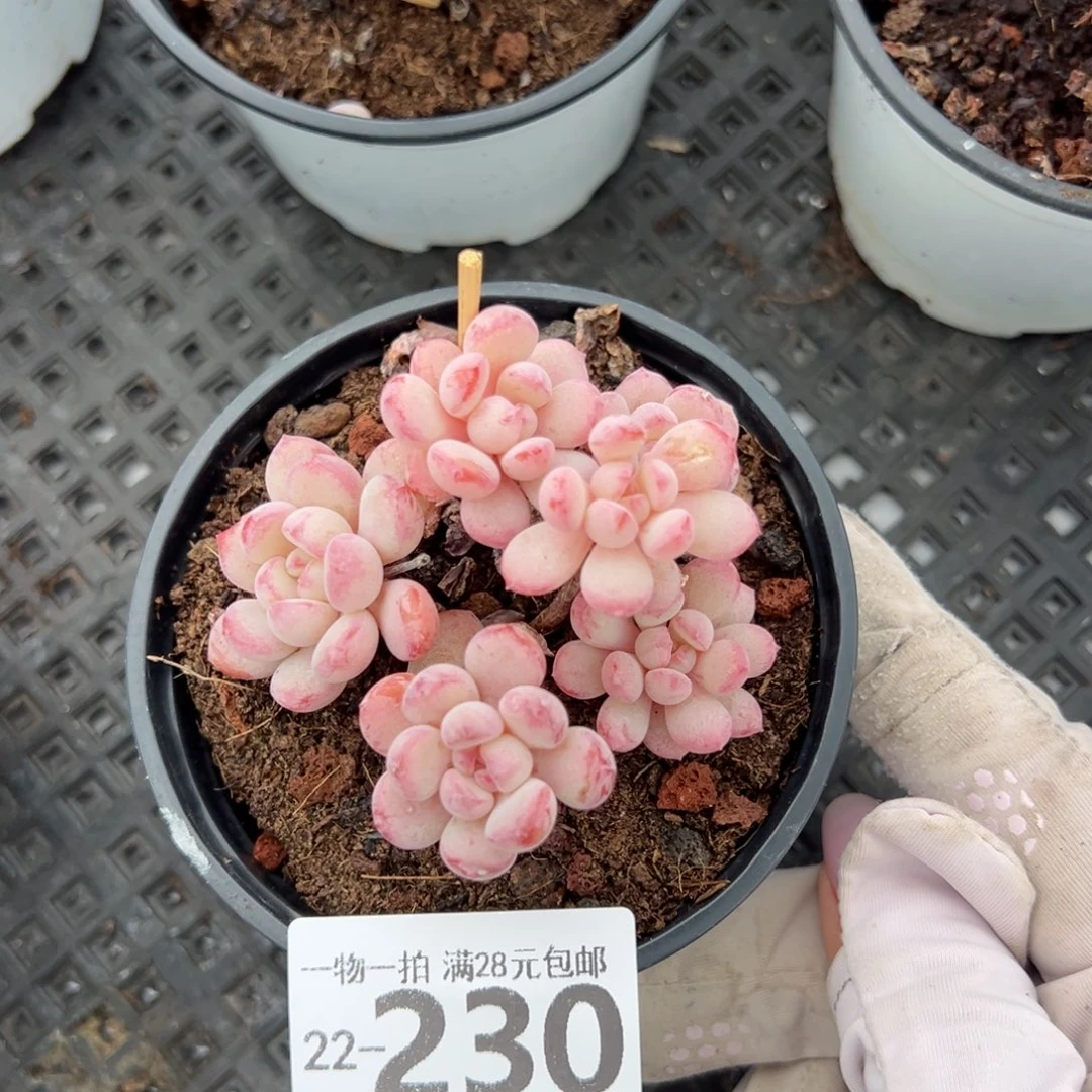 小红蛋多肉多肉多肉多肉