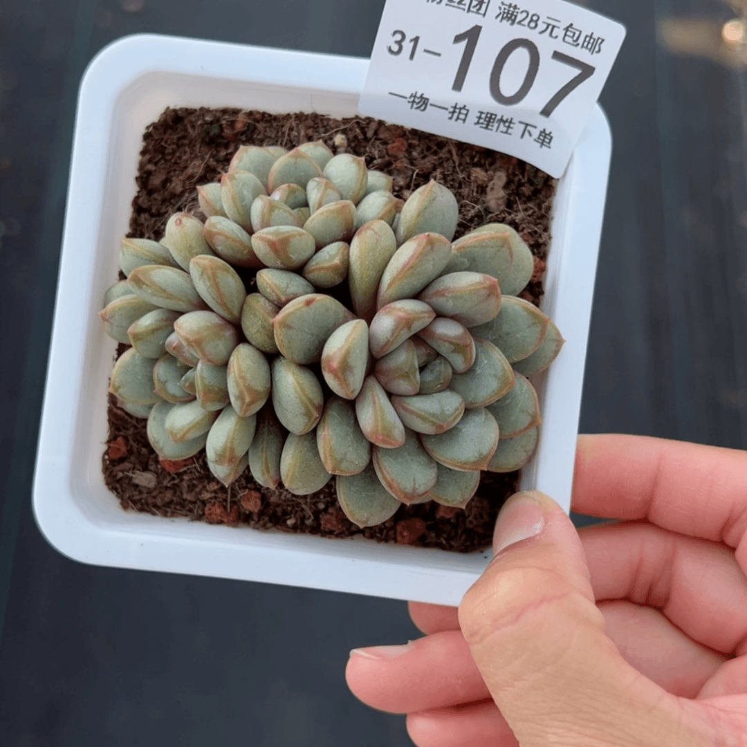 【闪购商品】用****7葡萄群
