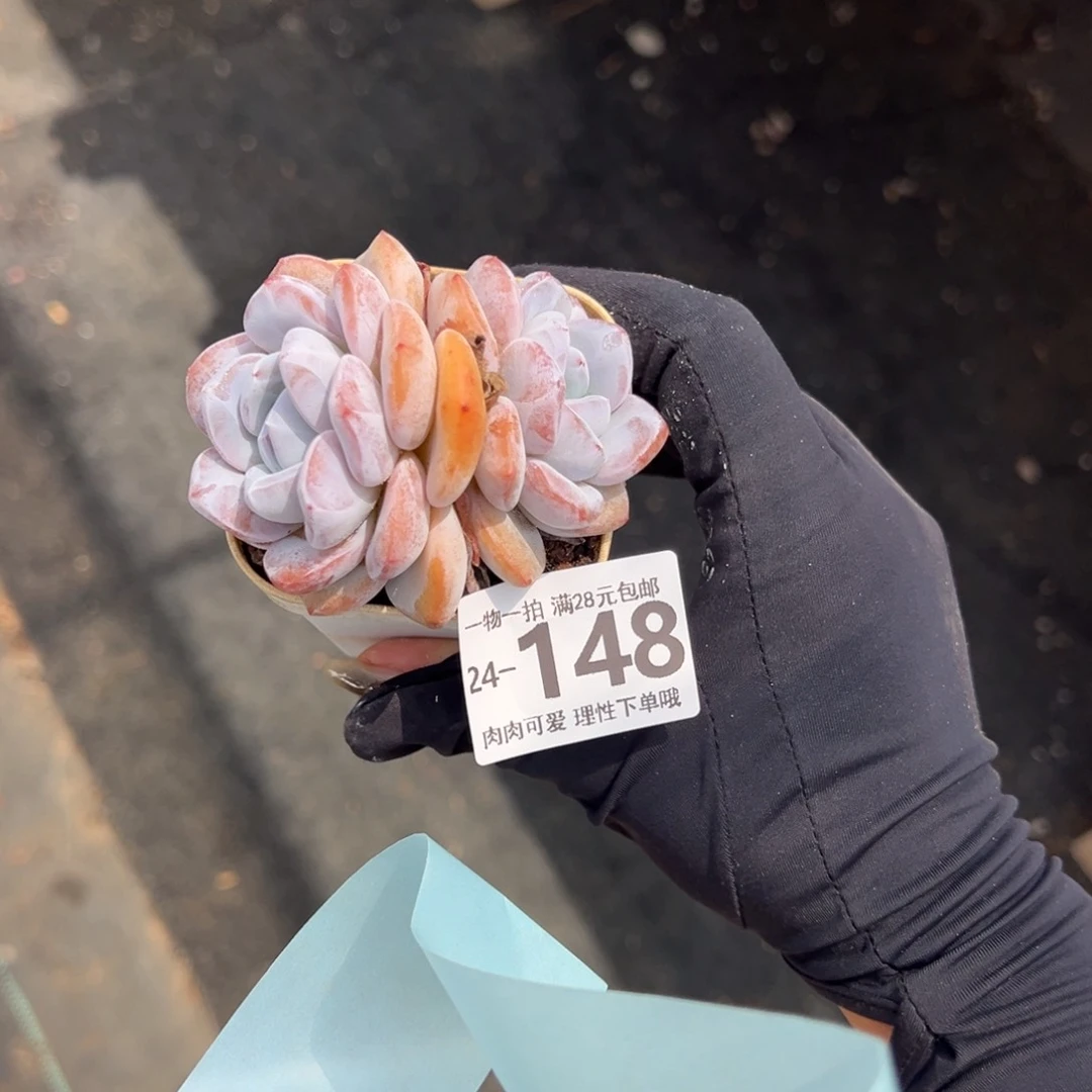 【闪购商品】小*果雪影多肉