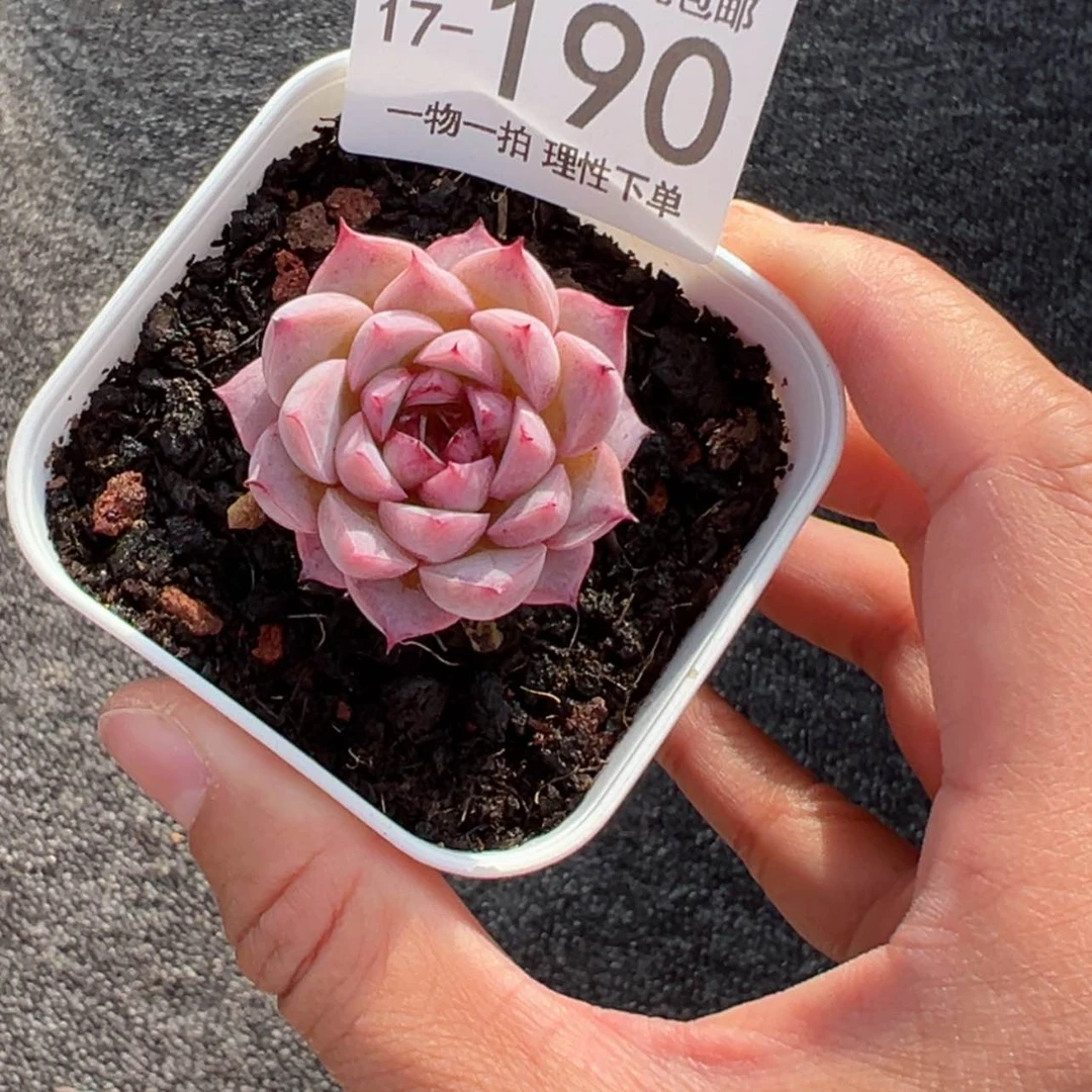 【闪购商品】天鹅绒多肉