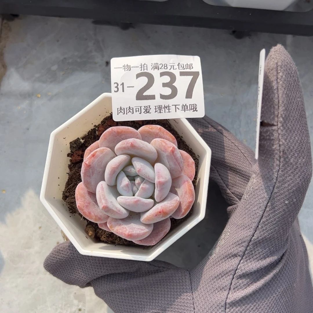 雪糕多肉多肉多肉