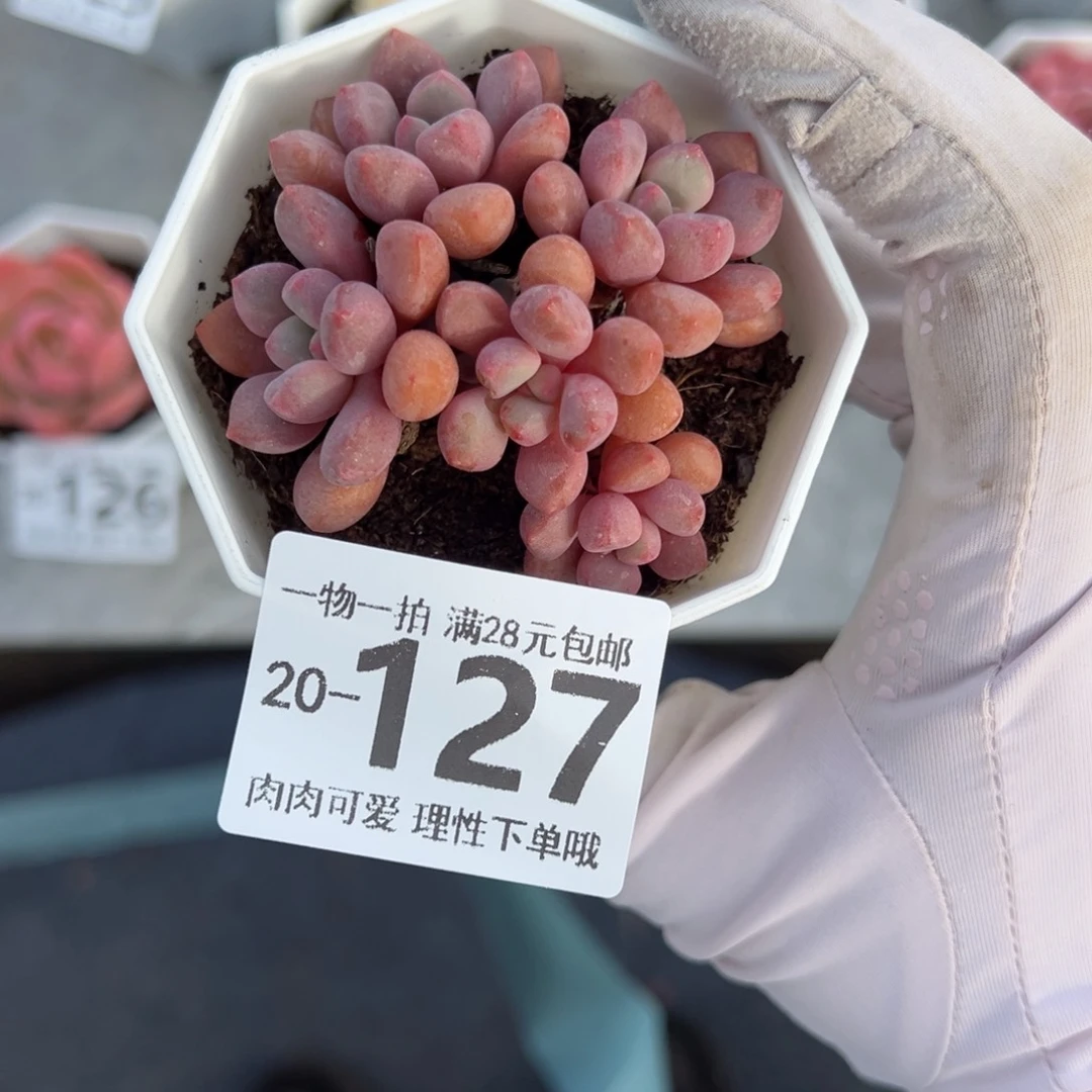 熊猫石多肉多肉多肉多肉