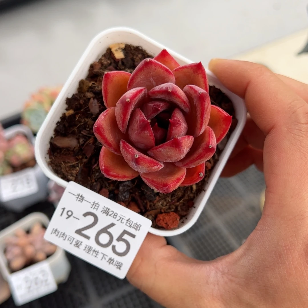 【闪购商品】烈日红颜