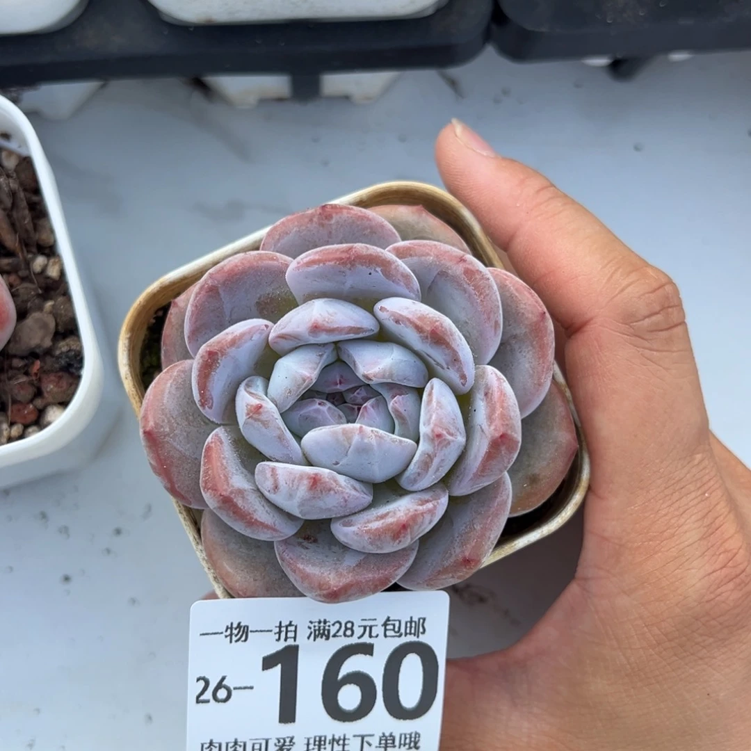 星影单头多肉植物