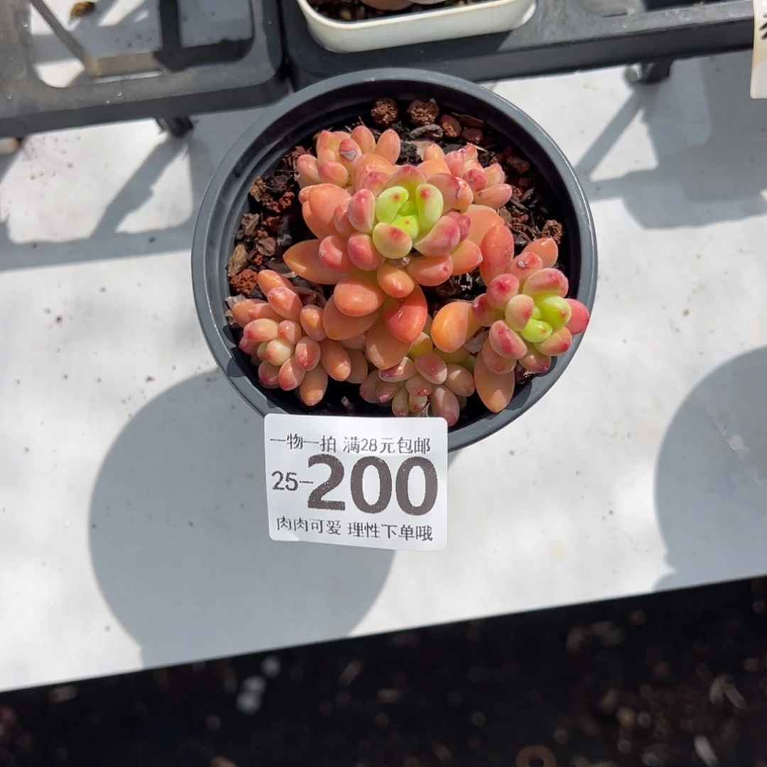 ?**姐香格里拉都多多肉多肉多肉