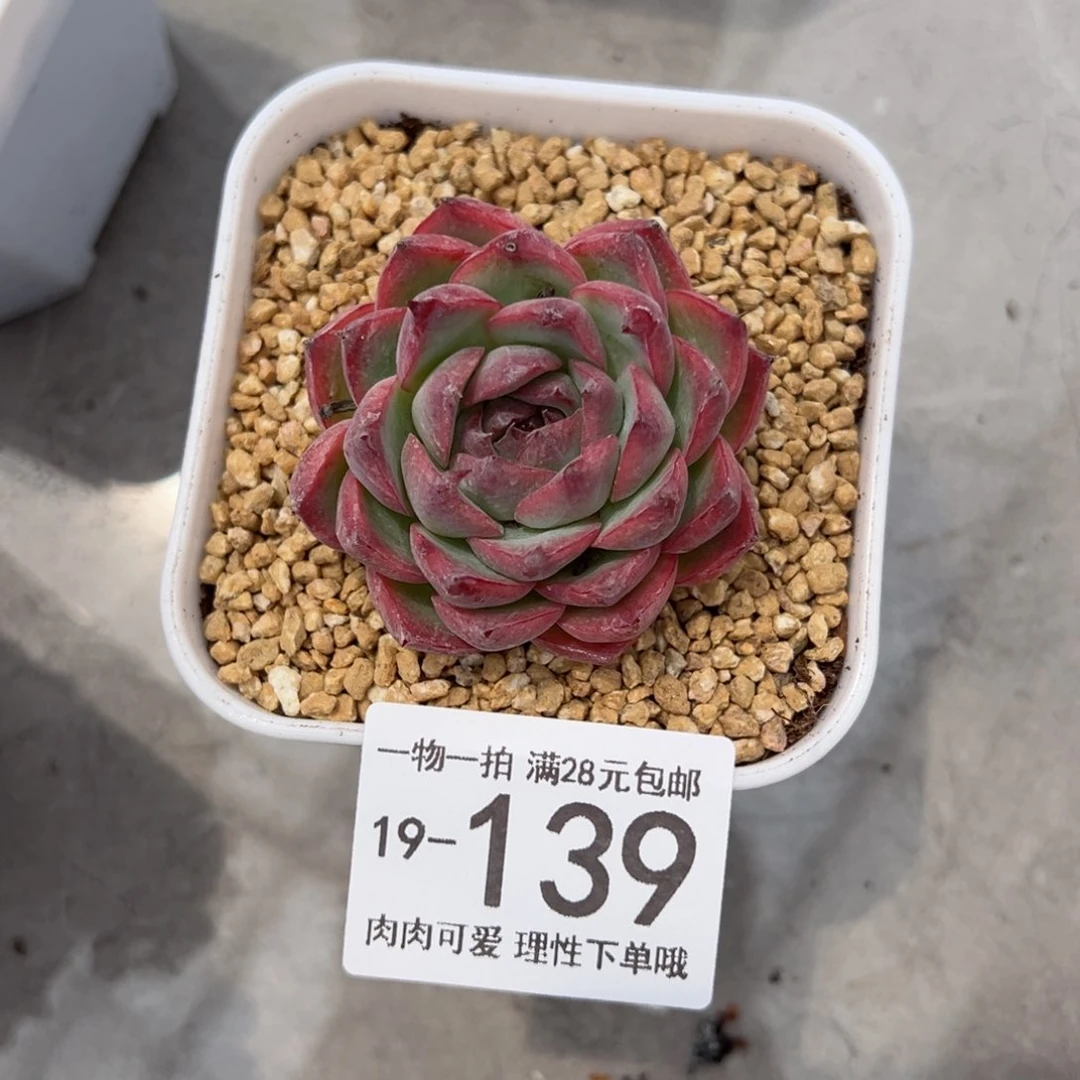 【闪购商品】粉水晶多肉多肉