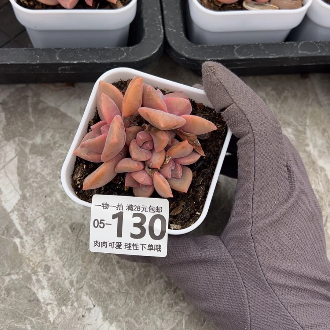 彩虹糖多肉多肉多肉多肉