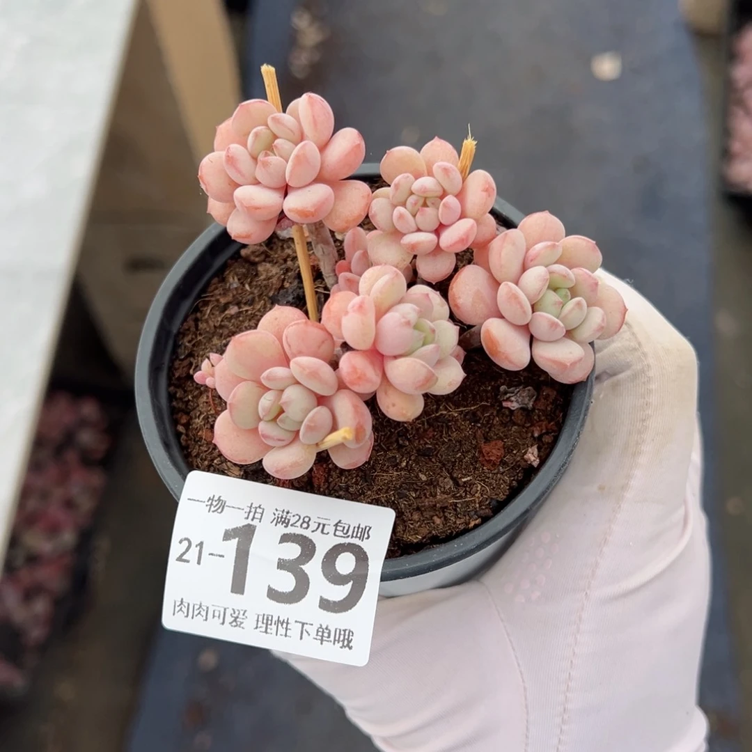 小红蛋多肉多肉多肉多肉