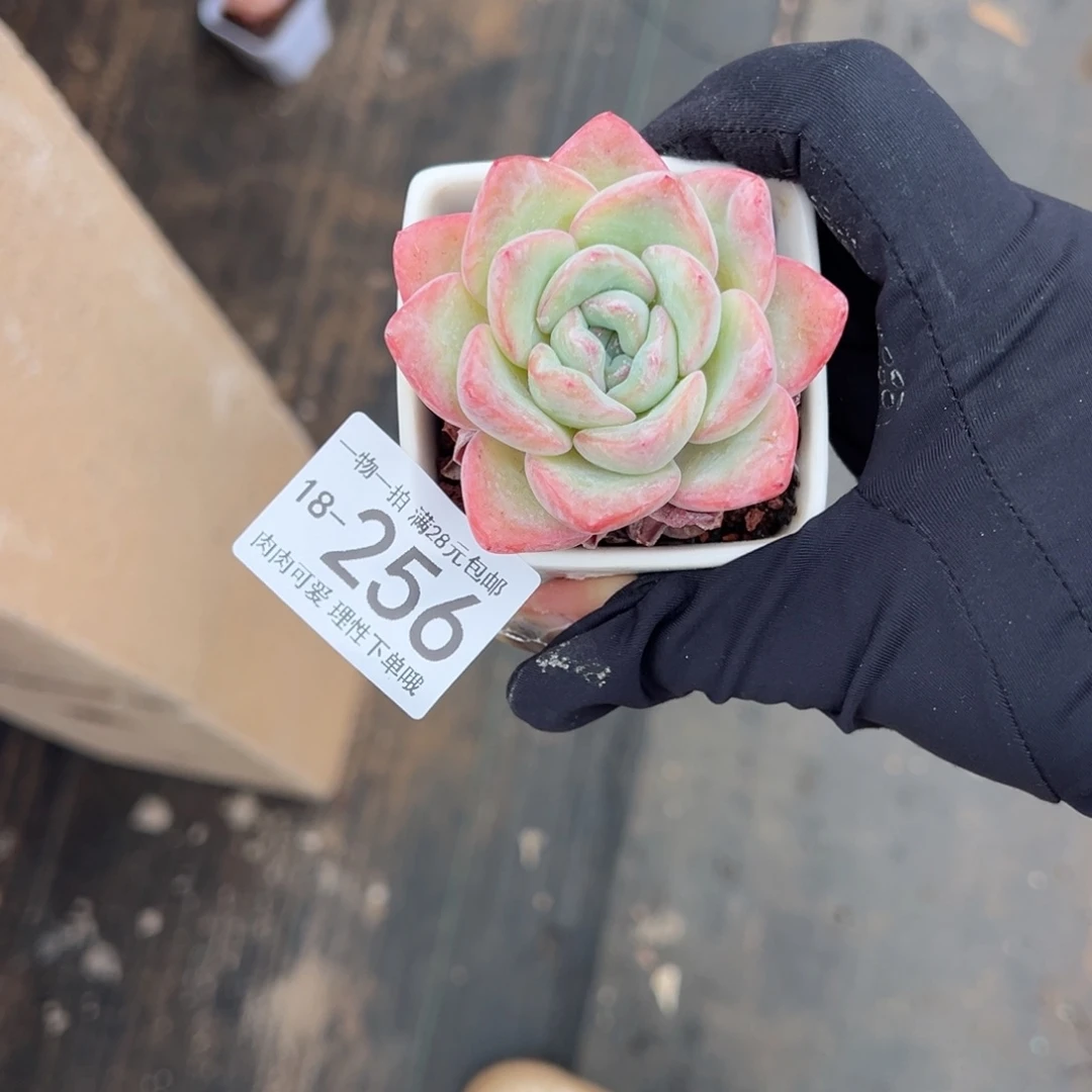 【闪购商品】泡芙多肉