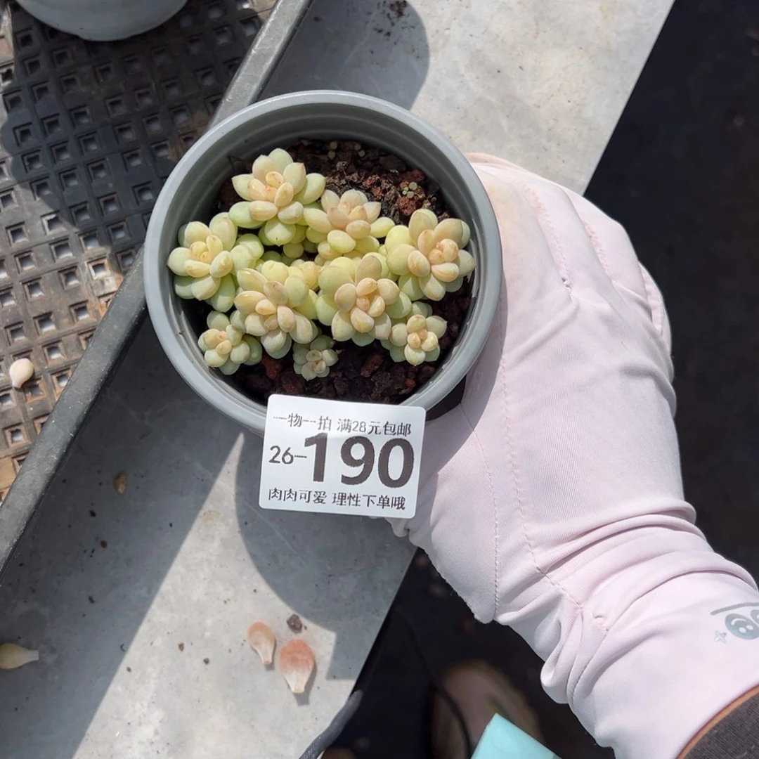很***e阳光玫瑰多肉多肉多肉多肉多肉