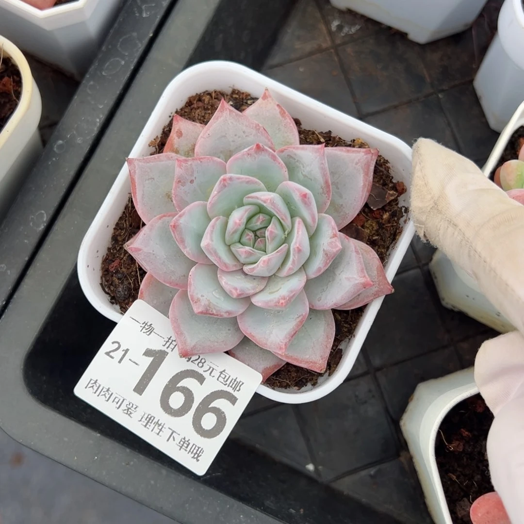 粉蓝鸟多多肉多肉多肉