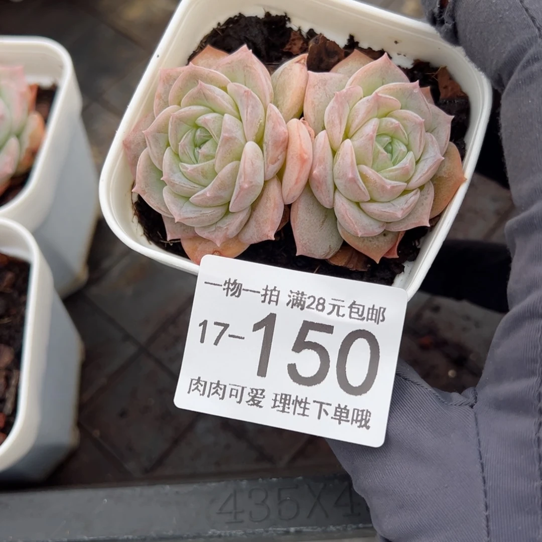 【闪购商品】四*娘白底纯爱
