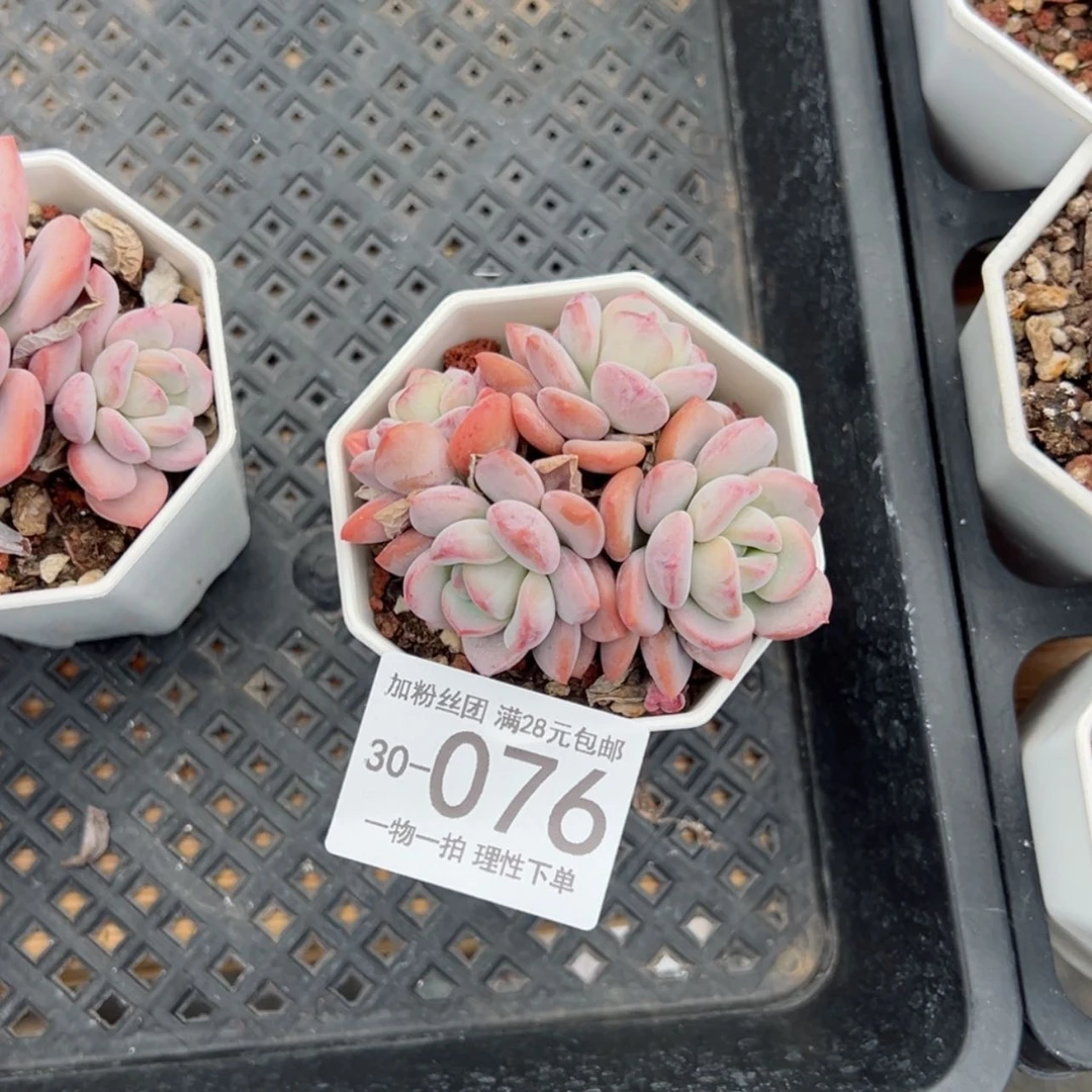 【闪购商品】宝宝格林多肉