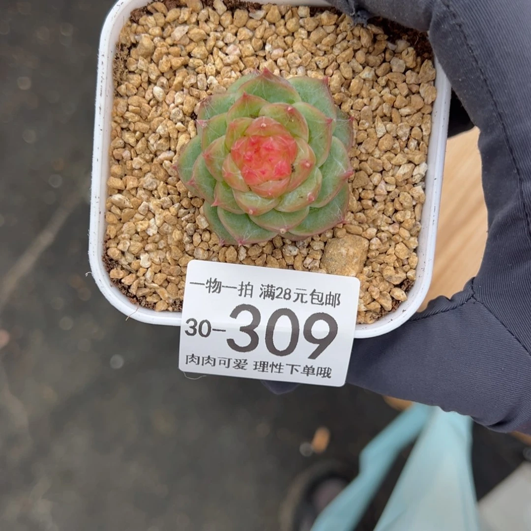 【闪购商品】冻唇蜜多肉植物