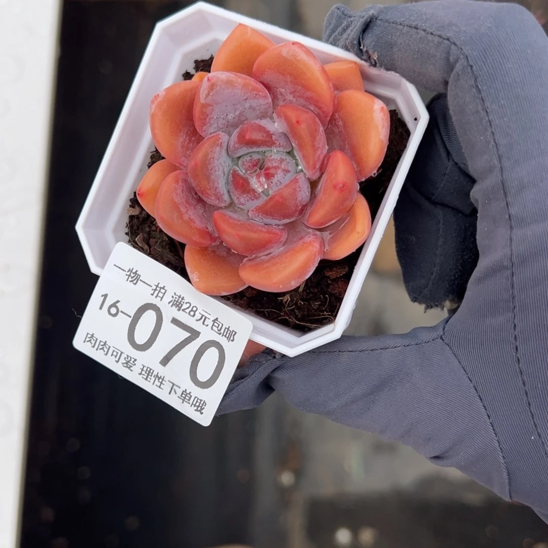 【闪购商品】奥橙多肉