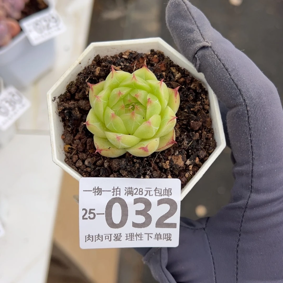 【闪购商品】莲华多肉