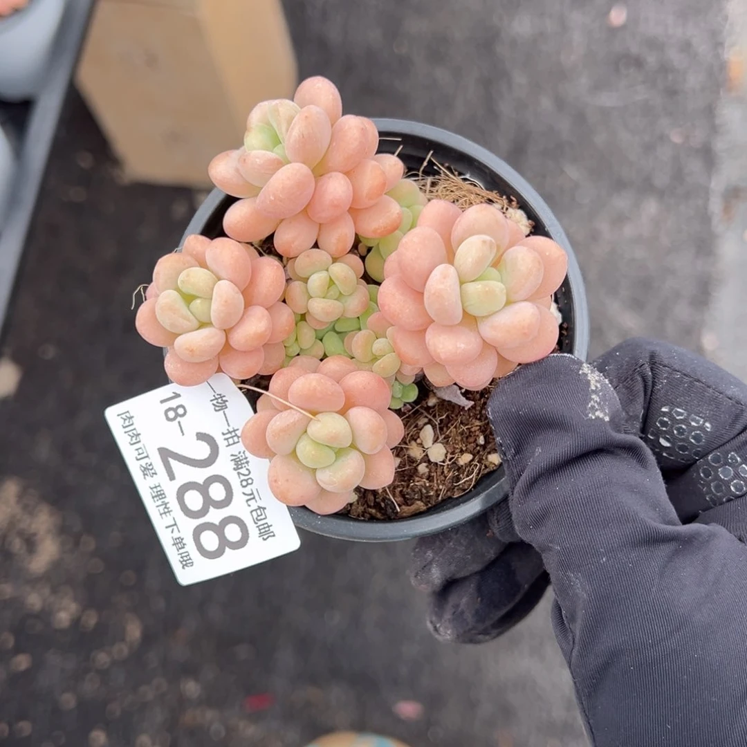 【闪购商品】洛可可多肉