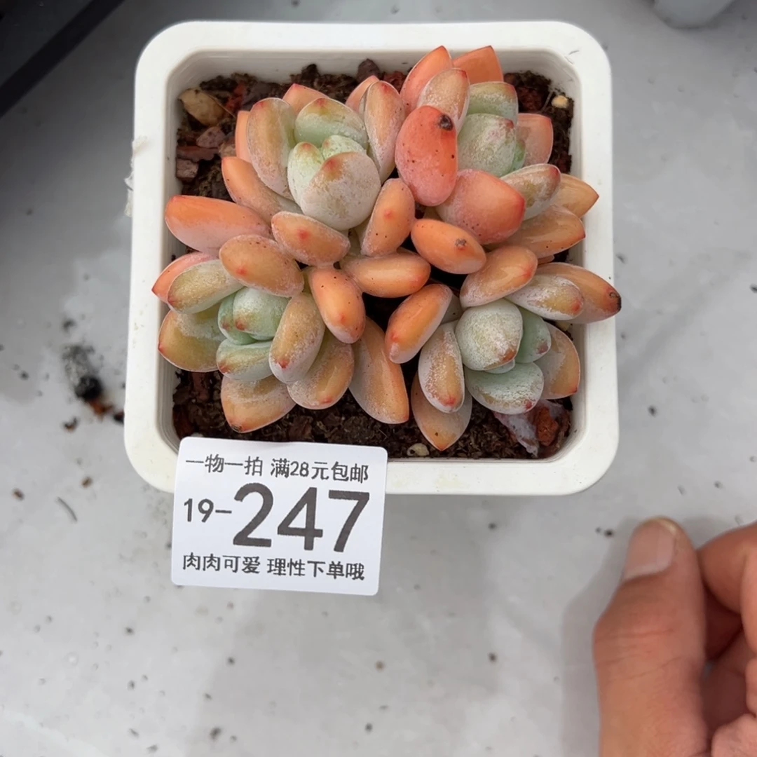 【闪购商品】冷香多肉