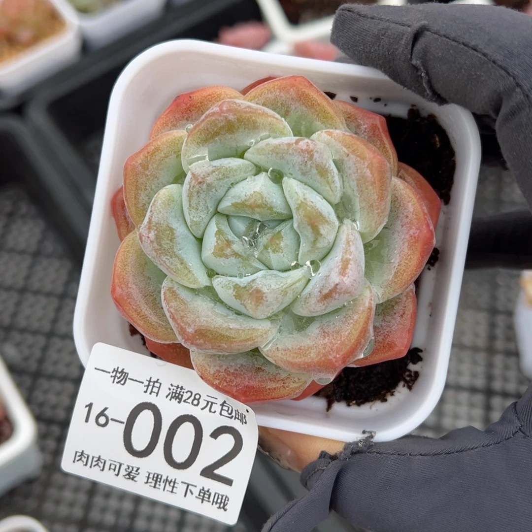【闪购商品】冰玉多肉