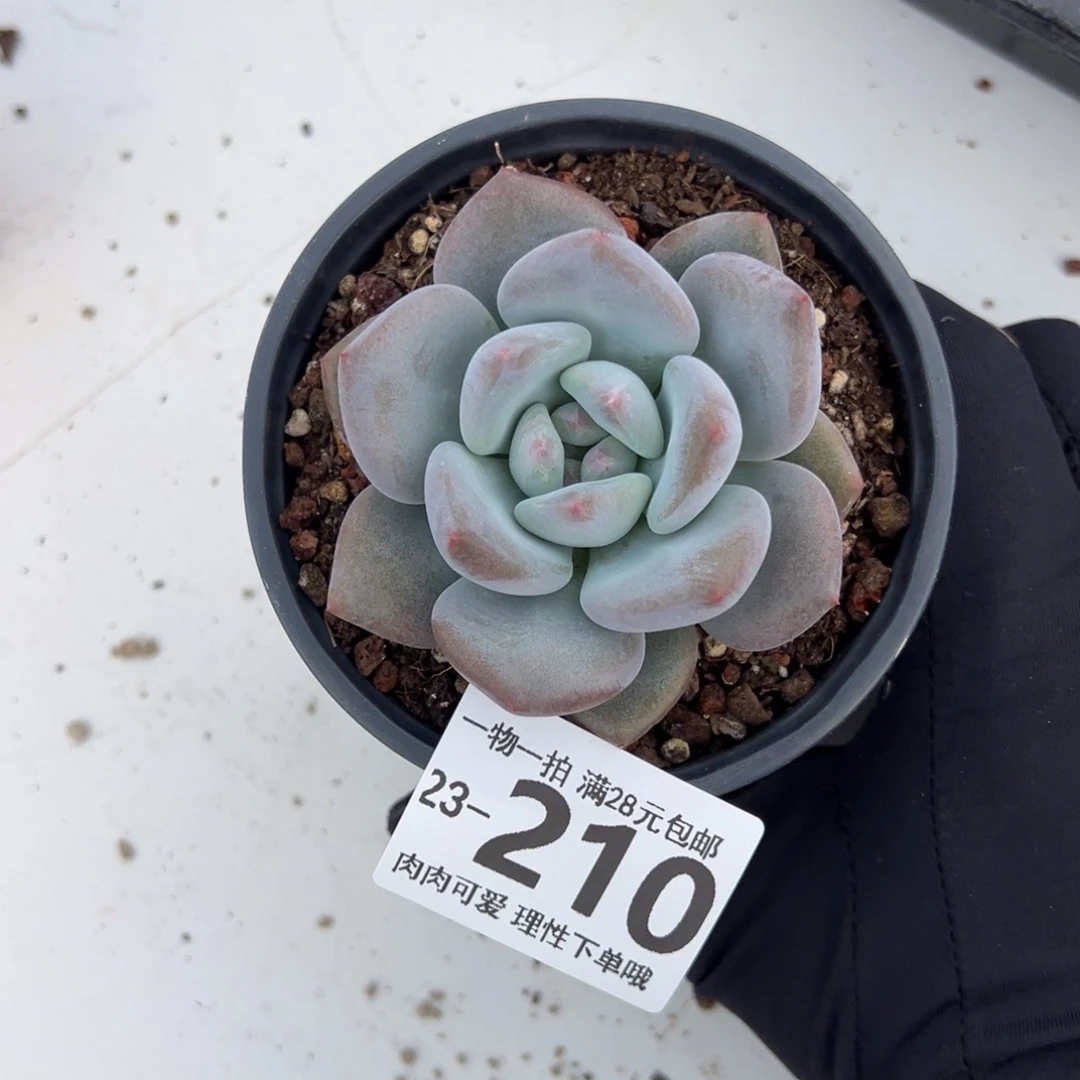 【闪购商品】香橙多肉植物