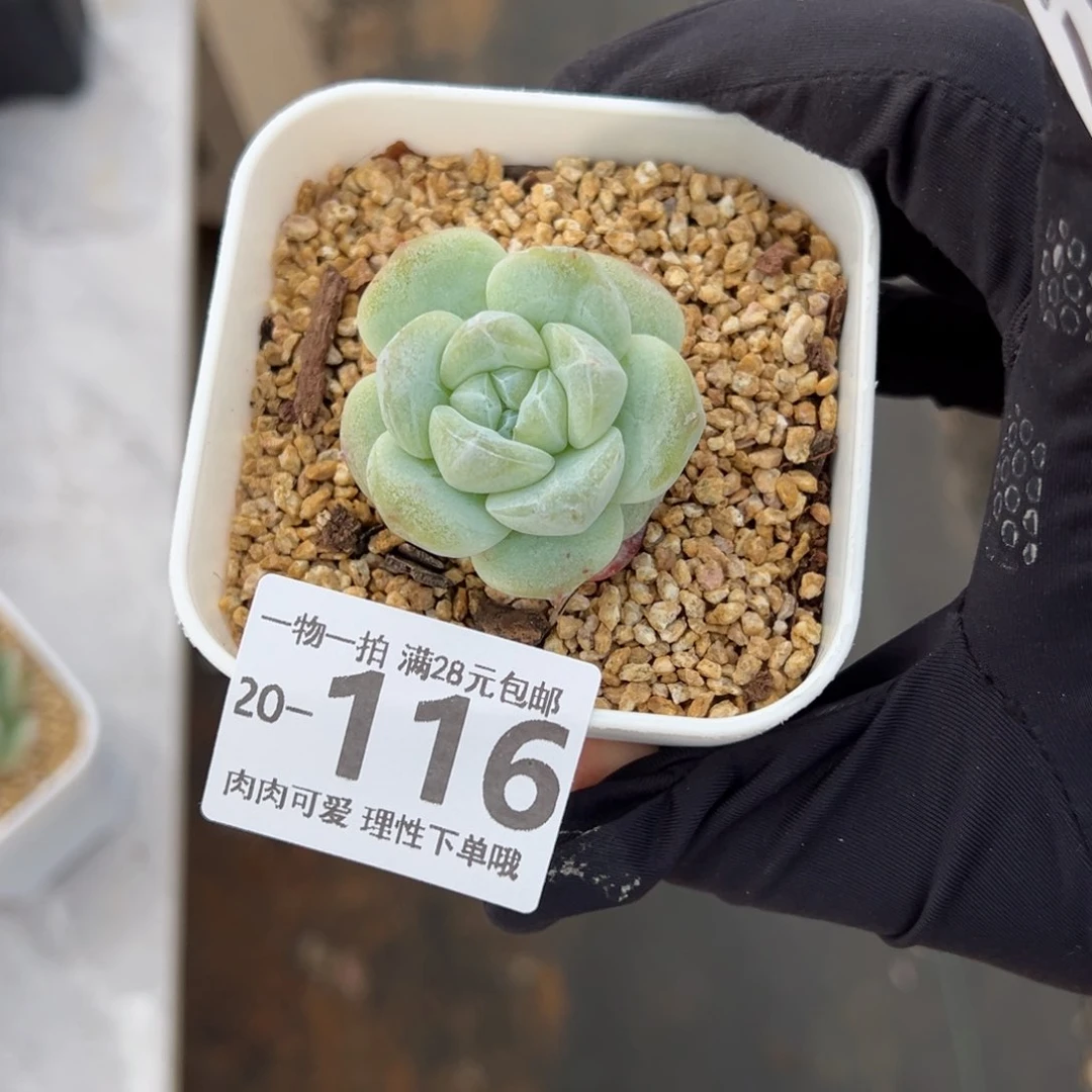 【闪购商品】石化冰玉多肉植物