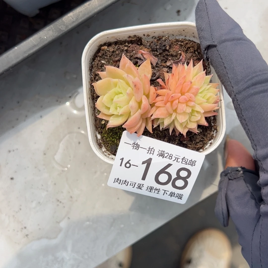 【闪购商品】用****6三色堇缀化