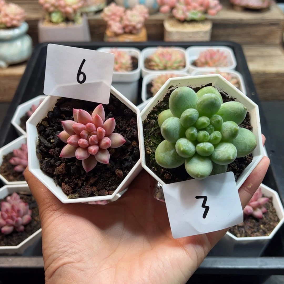 盼*绿心美人和金鱼姬