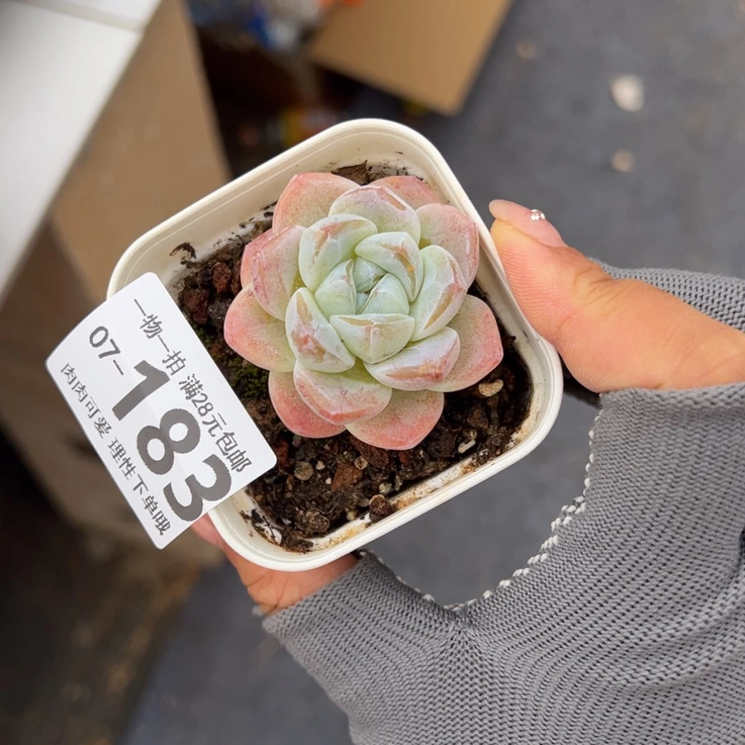 冰玉多肉多肉多肉