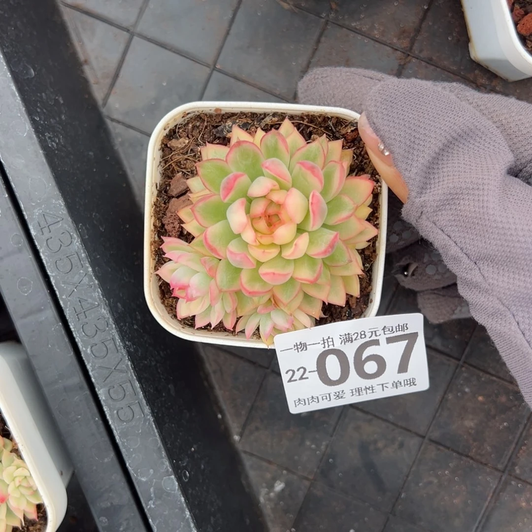 女雏锦多肉多肉多肉多肉