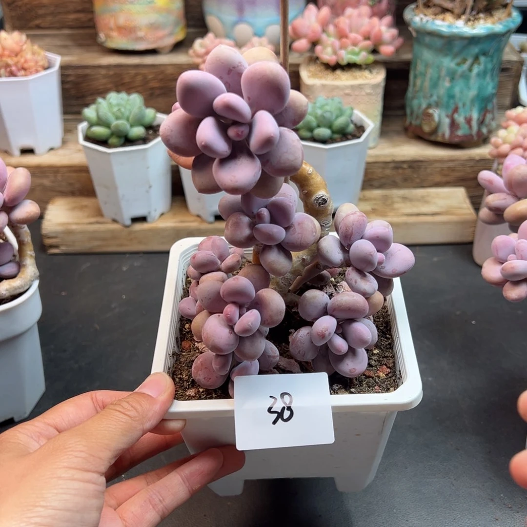 幽***空大老桩桃蛋多肉