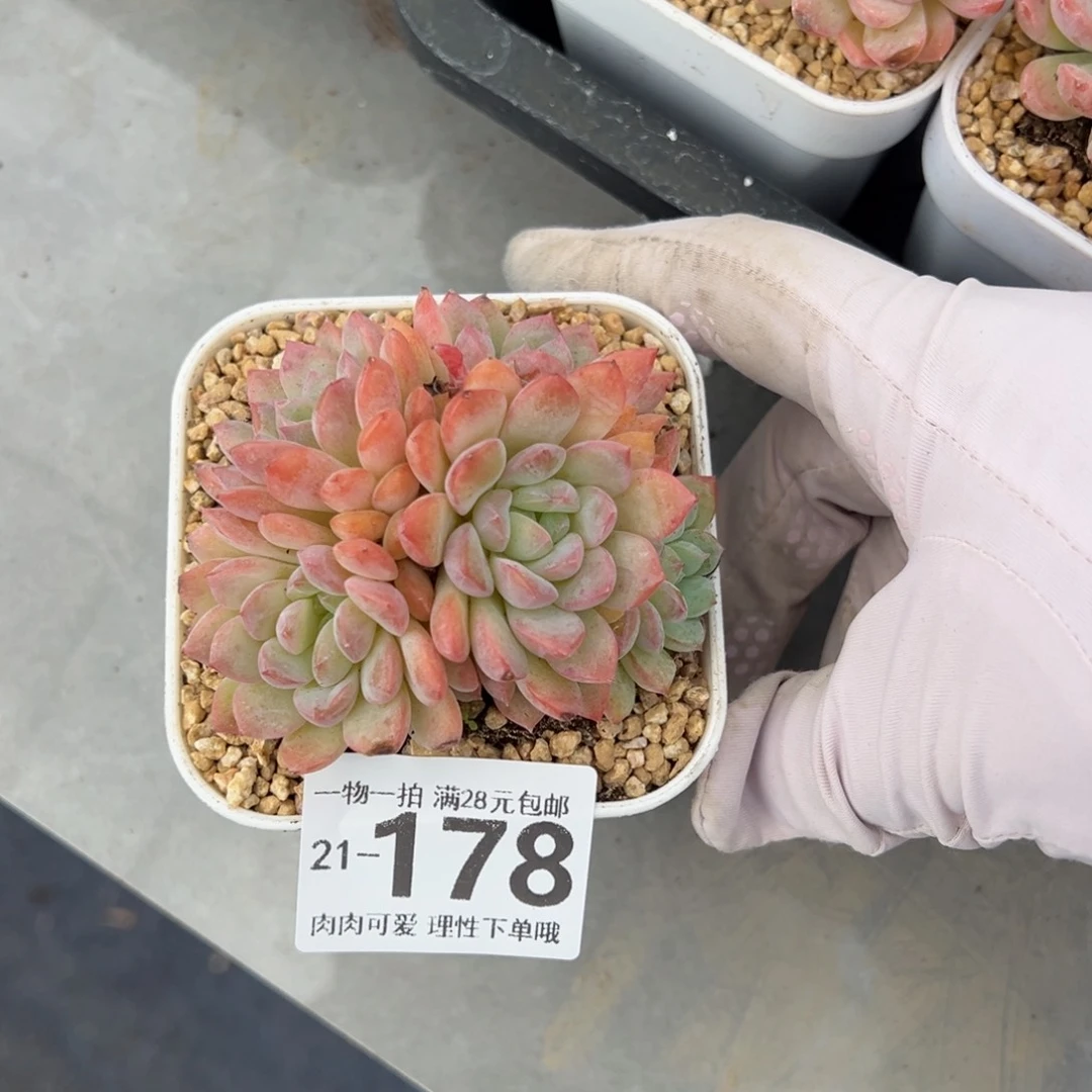 水果糖多肉多肉多肉老桩