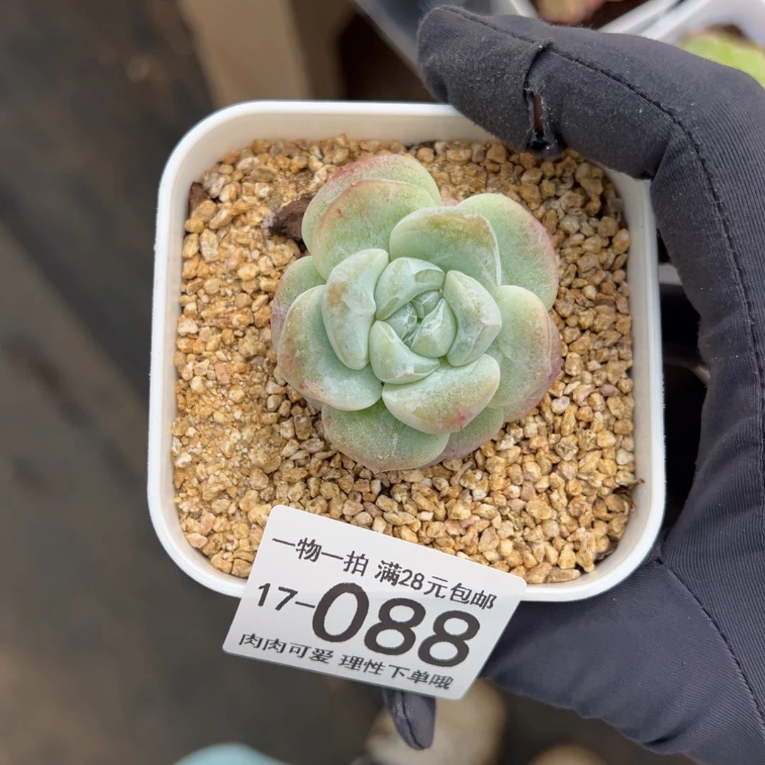 【闪购商品】石化冰玉多肉植物