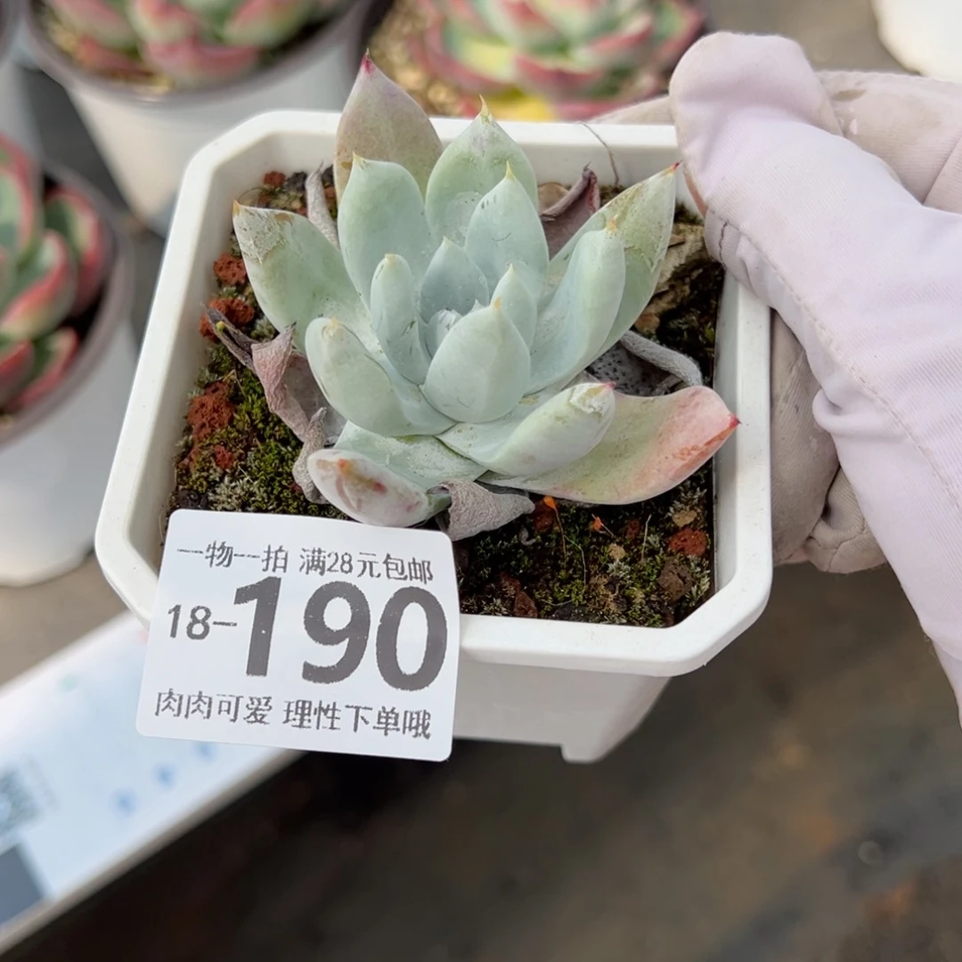 墓碑吉娜多肉多肉多肉多肉