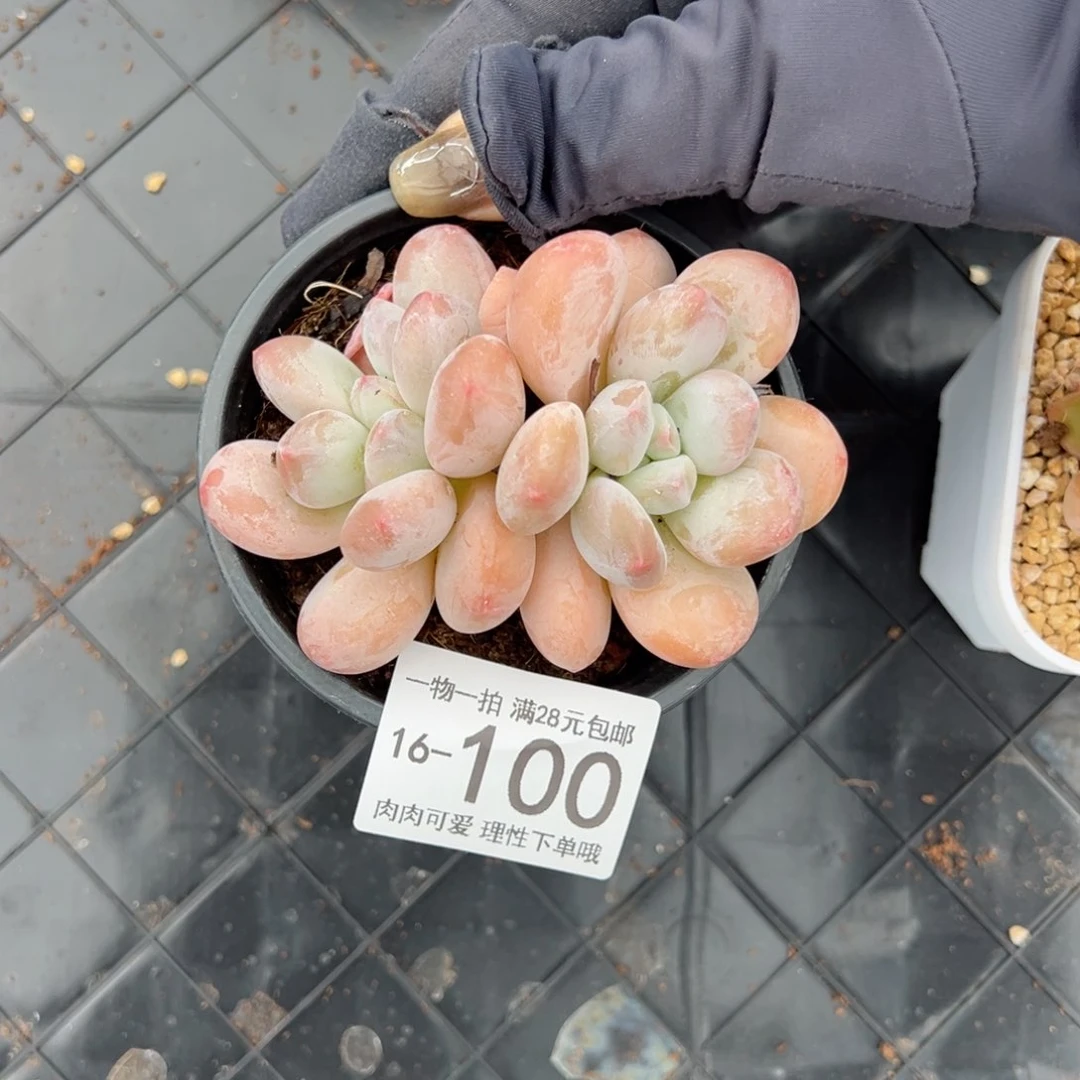 【闪购商品】新香水