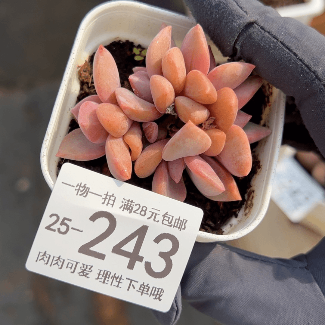 【闪购商品】彩虹糖