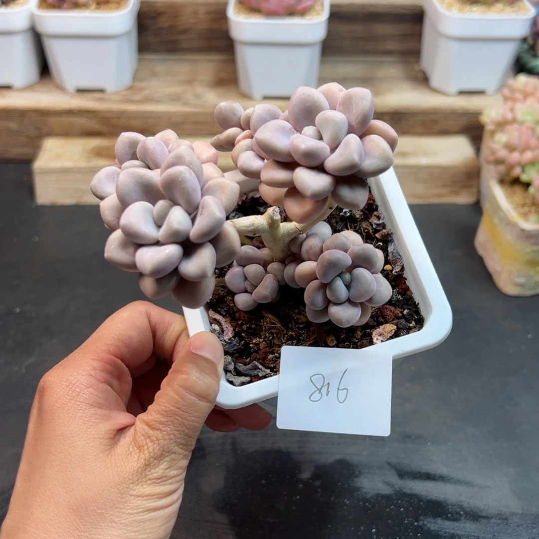 羊*卷艾伦多肉多肉植物