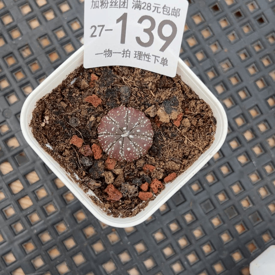 【闪购商品】D****?星兜多肉